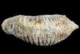 Cretaceous Fossil Oyster (Rastellum) - Madagascar #69640-2
